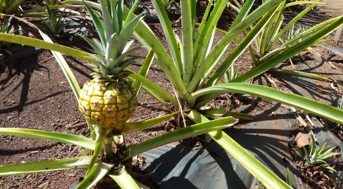 Dole Ananas-Plantage